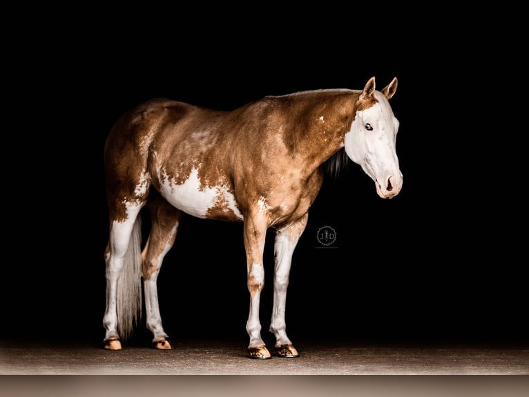 American Paint Horse Hongre 4 Ans Palomino in Grantville, PA