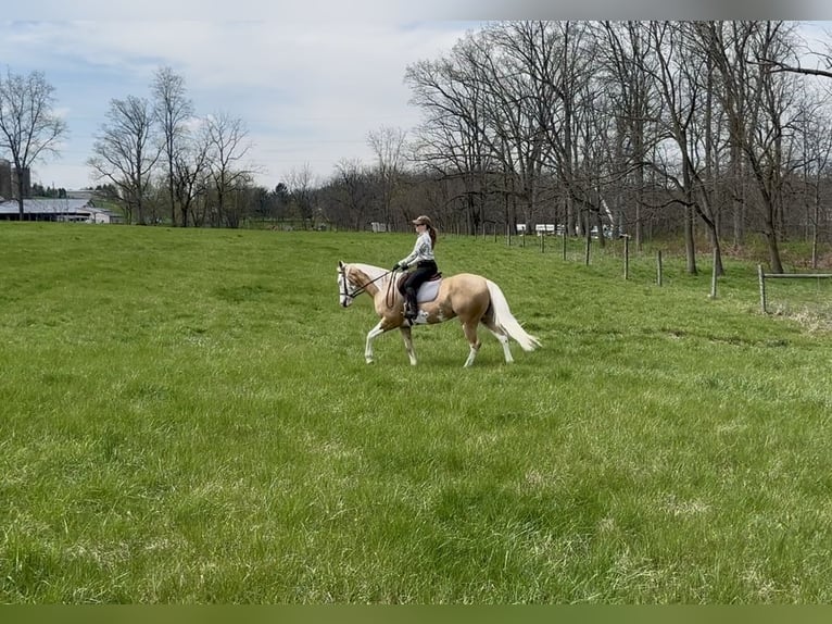 American Paint Horse Hongre 4 Ans Palomino in Grantville, PA