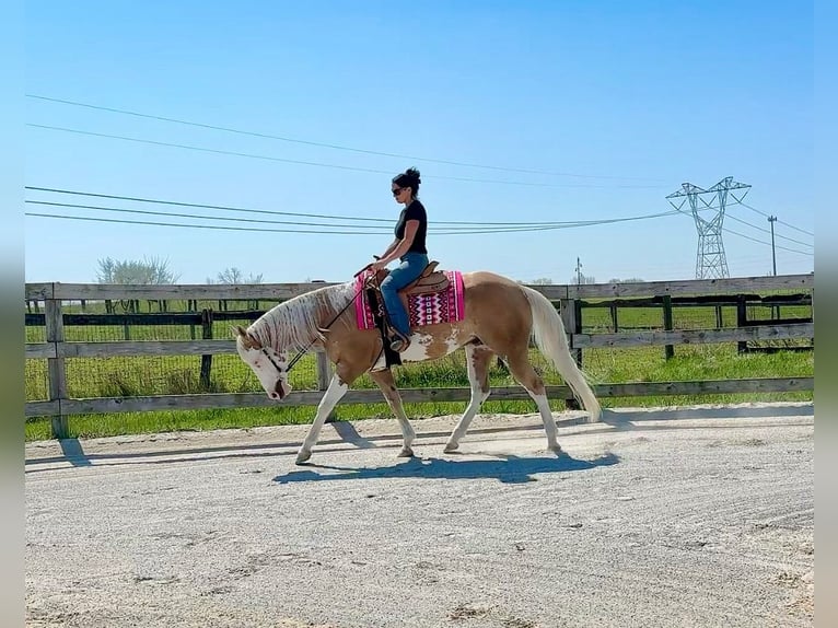 American Paint Horse Hongre 4 Ans Palomino in Grantville, PA
