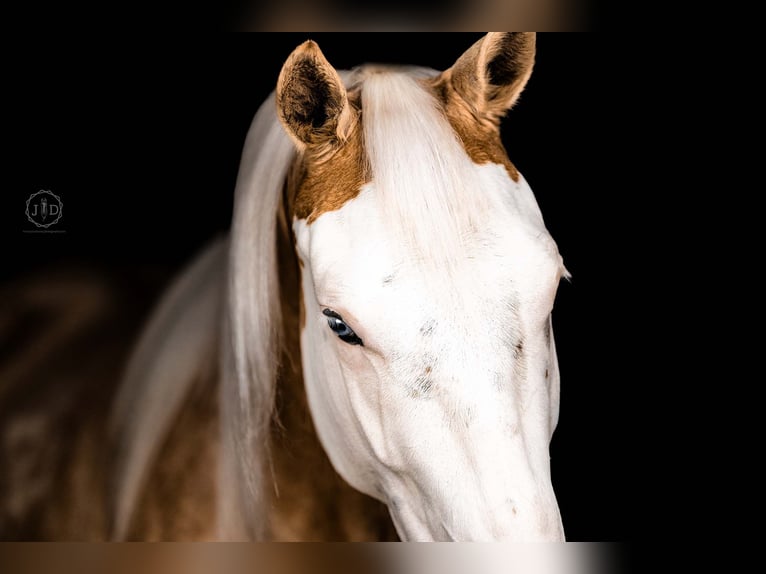 American Paint Horse Hongre 4 Ans Palomino in Grantville, PA