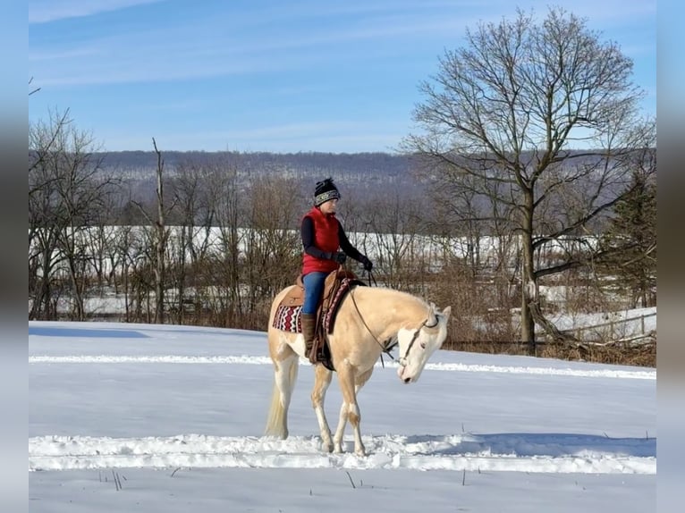 American Paint Horse Hongre 4 Ans Palomino in Grantville, PA