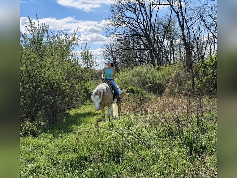American Paint Horse Hongre 4 Ans Palomino in Grantville, PA