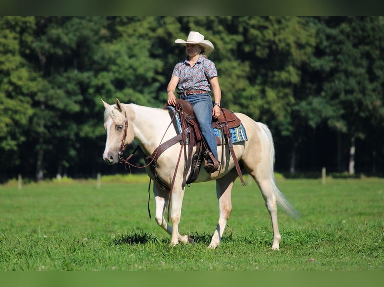 American Paint Horse Hongre 4 Ans Pinto in Clarion