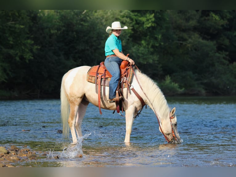 American Paint Horse Hongre 4 Ans Pinto in Clarion