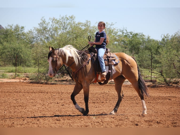 American Paint Horse Hongre 4 Ans Tobiano-toutes couleurs in Marana
