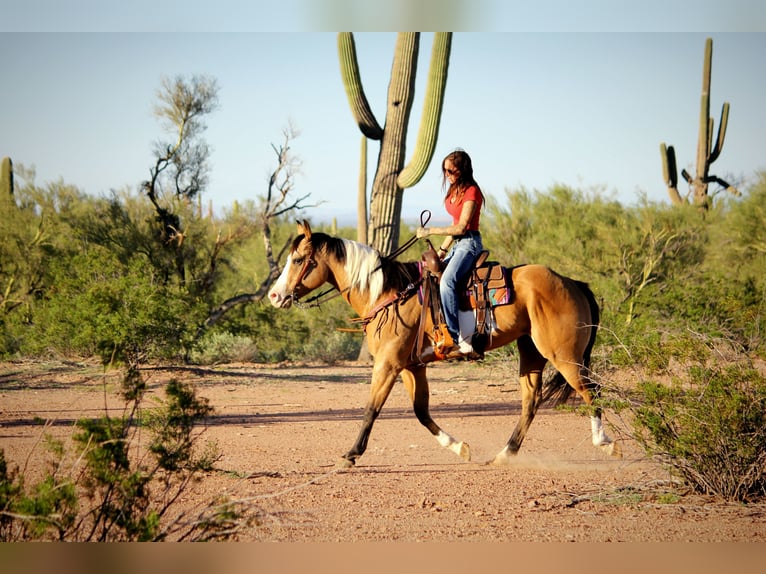 American Paint Horse Hongre 4 Ans Tobiano-toutes couleurs in Marana