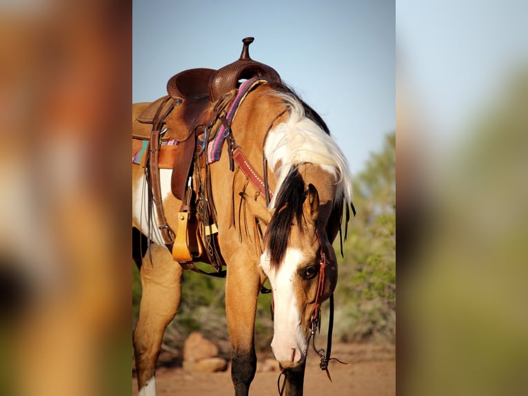American Paint Horse Hongre 4 Ans Tobiano-toutes couleurs in Marana