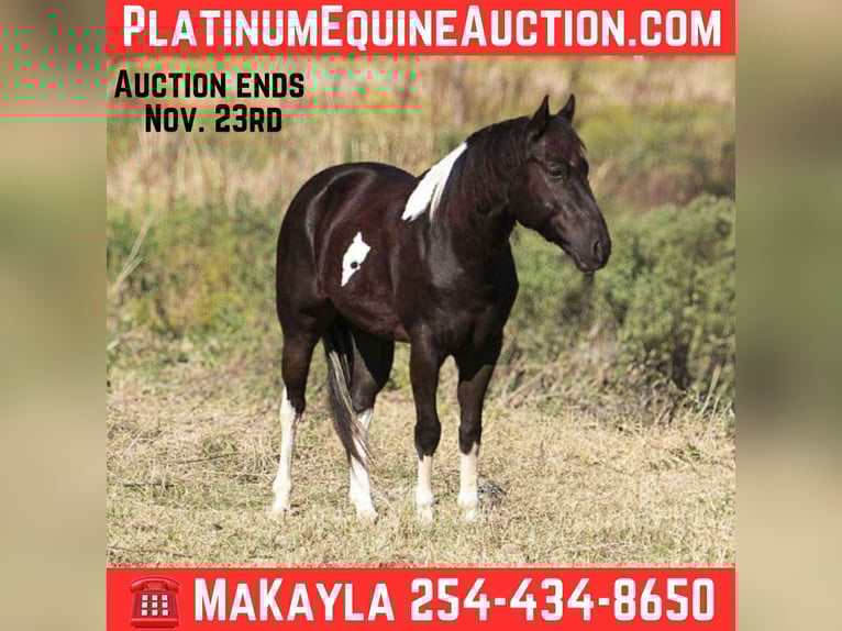 American Paint Horse Hongre 5 Ans 142 cm Tobiano-toutes couleurs in Poolville TX