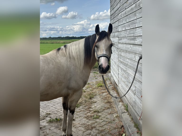 American Paint Horse Hongre 5 Ans 146 cm Buckskin in Coevorden