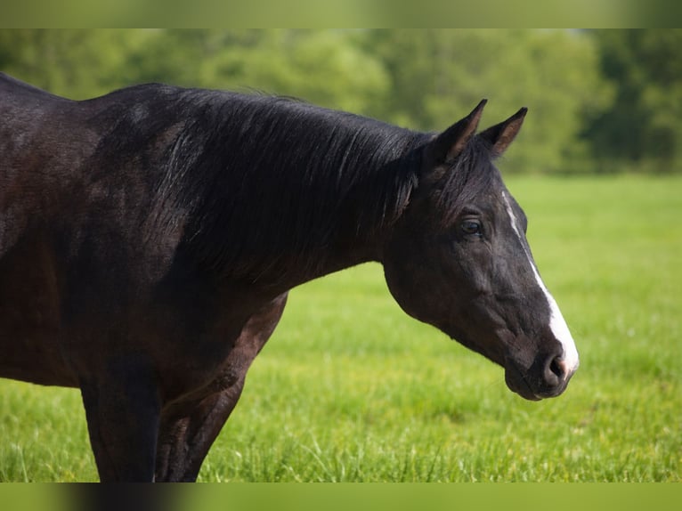American Paint Horse Hongre 5 Ans 149 cm Noir in Alterkülz