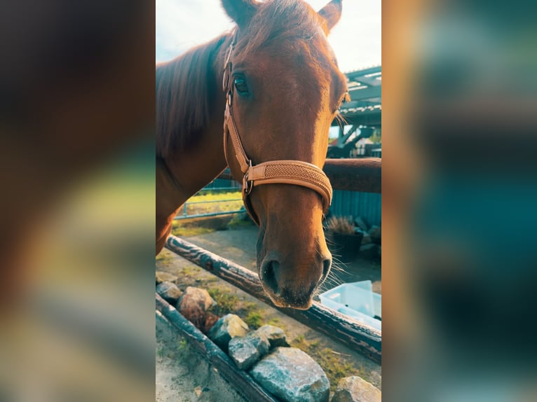 American Paint Horse Hongre 5 Ans 150 cm Pinto in Rastede