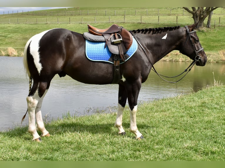 American Paint Horse Hongre 5 Ans 150 cm Pinto in Fresno