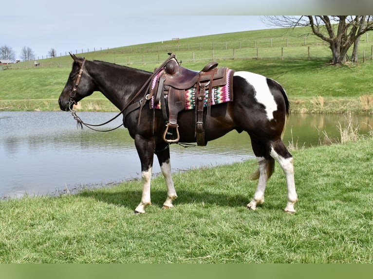 American Paint Horse Hongre 5 Ans 150 cm Pinto in Fresno
