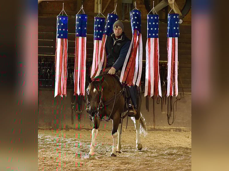 American Paint Horse Hongre 5 Ans 150 cm Pinto in Fresno