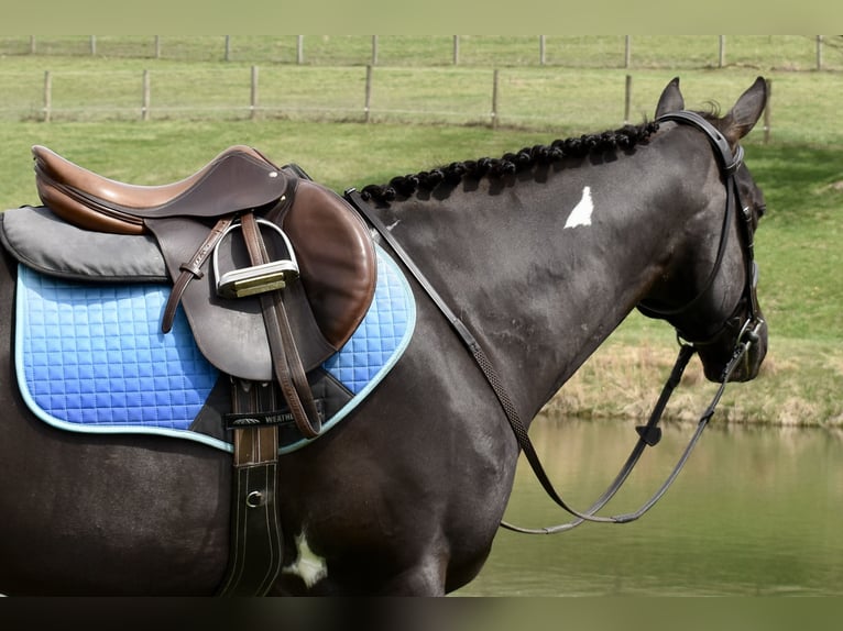 American Paint Horse Hongre 5 Ans 150 cm Pinto in Fresno