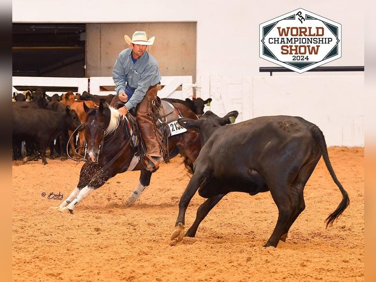 American Paint Horse Hongre 5 Ans 150 cm Tobiano-toutes couleurs in Holland, IA
