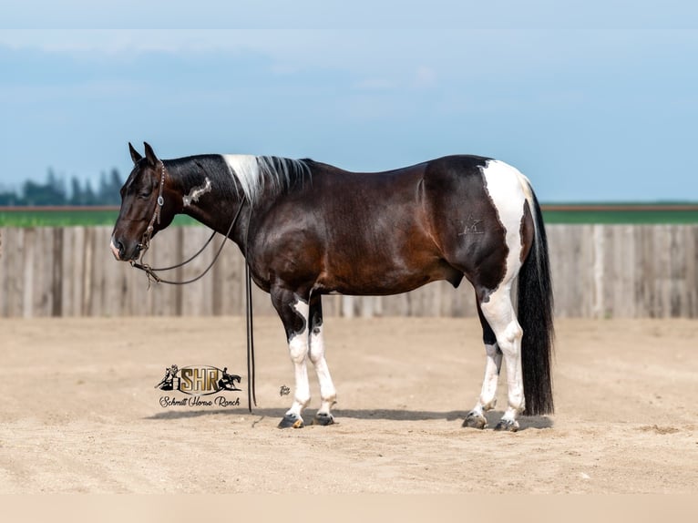American Paint Horse Hongre 5 Ans 150 cm Tobiano-toutes couleurs in Holland, IA