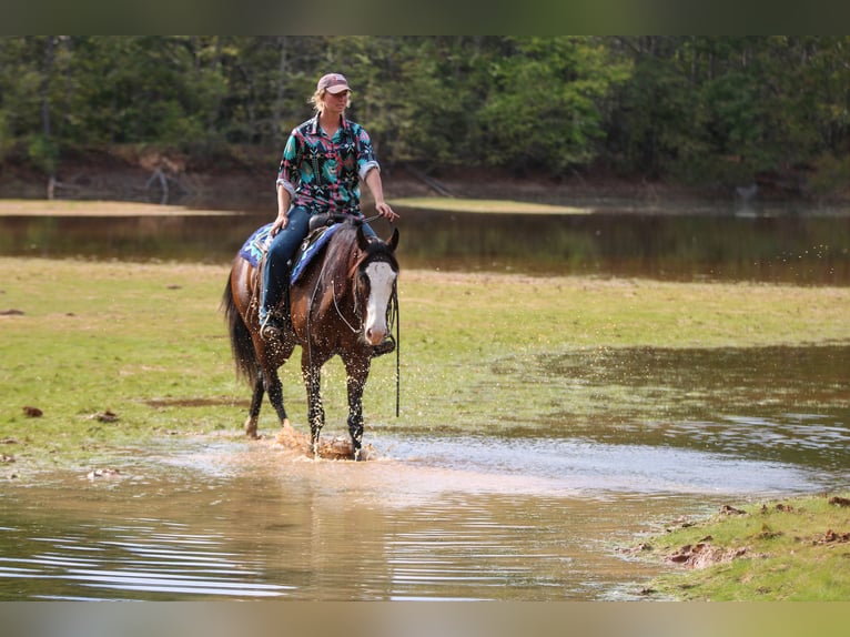 American Paint Horse Hongre 5 Ans 152 cm Bai cerise in Athens