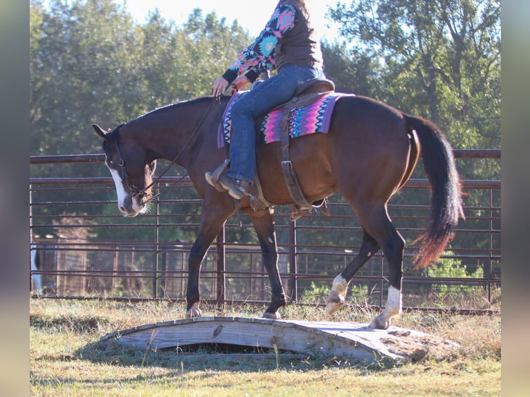 American Paint Horse Hongre 5 Ans 152 cm Bai cerise in Athens