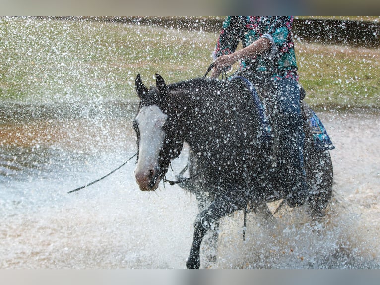 American Paint Horse Hongre 5 Ans 152 cm Bai cerise in Athens