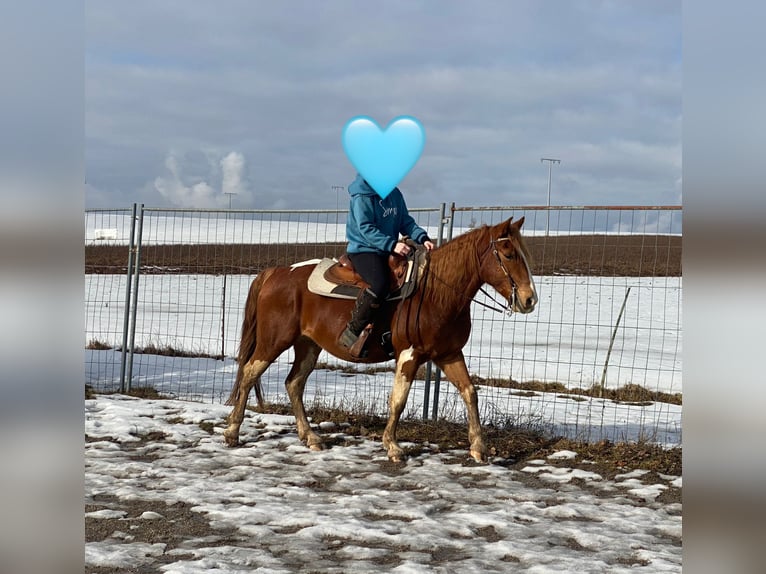 American Paint Horse Croisé Hongre 5 Ans 153 cm Pinto in Deuerling