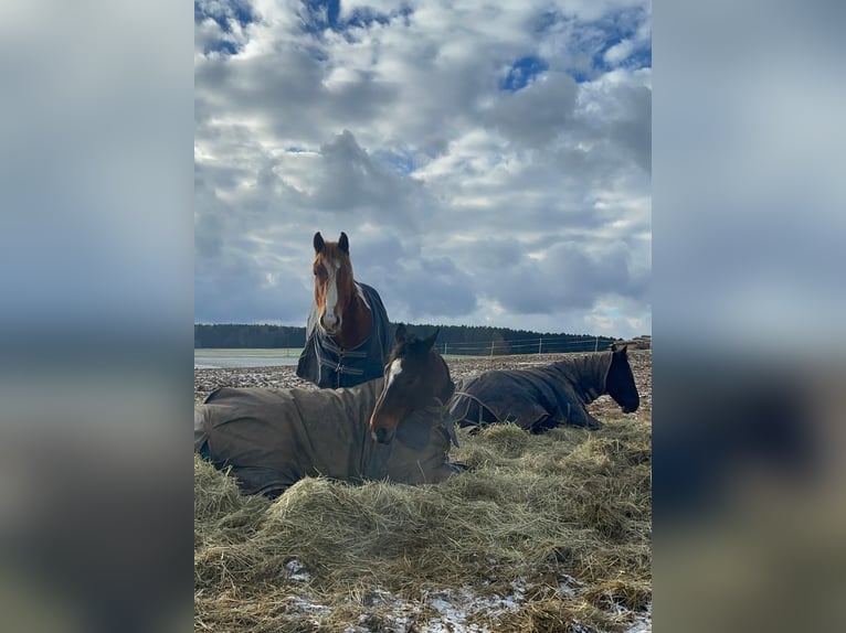 American Paint Horse Croisé Hongre 5 Ans 153 cm Pinto in Deuerling