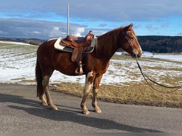 American Paint Horse Croisé Hongre 5 Ans 153 cm Pinto in Deuerling