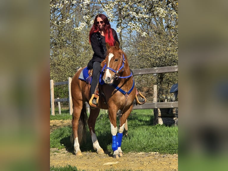 American Paint Horse Croisé Hongre 5 Ans 155 cm Pinto in Linkenbach