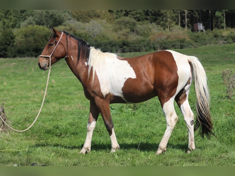 American Paint Horse Croisé Hongre 5 Ans 156 cm Pinto in Betteldorf