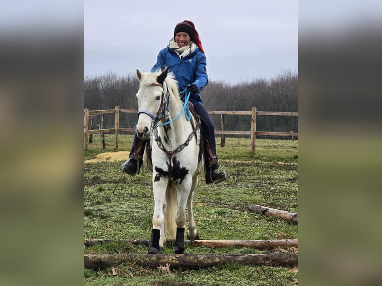 American Paint Horse Croisé Hongre 5 Ans 156 cm Pinto in Linkenbach