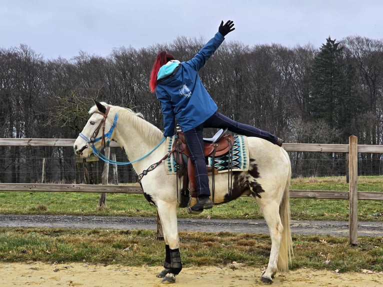 American Paint Horse Croisé Hongre 5 Ans 156 cm Pinto in Linkenbach