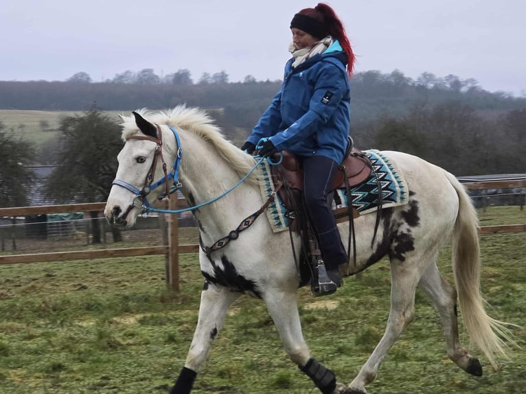 American Paint Horse Croisé Hongre 5 Ans 156 cm Pinto in Linkenbach