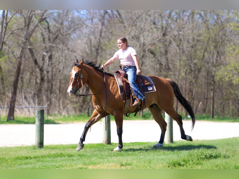 American Paint Horse Hongre 5 Ans 157 cm Isabelle in Forney