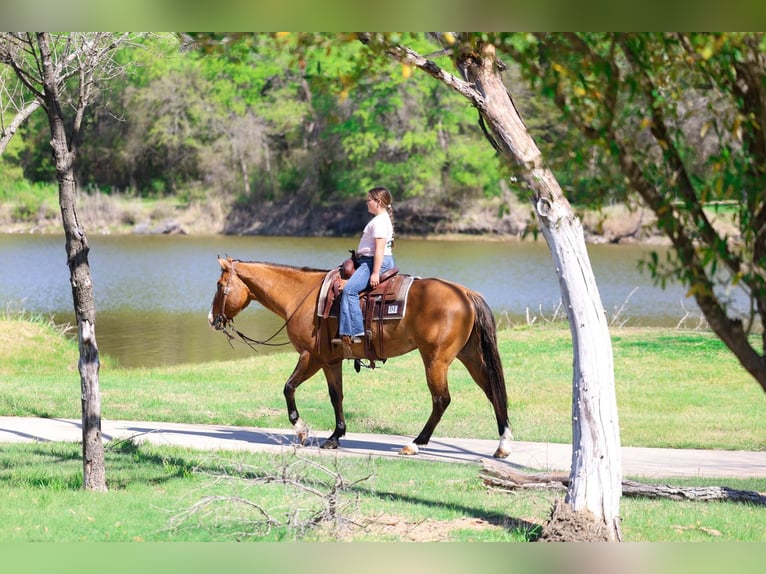 American Paint Horse Hongre 5 Ans 157 cm Isabelle in Forney