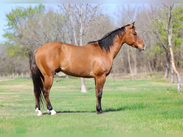 American Paint Horse Hongre 5 Ans 157 cm Isabelle in Forney