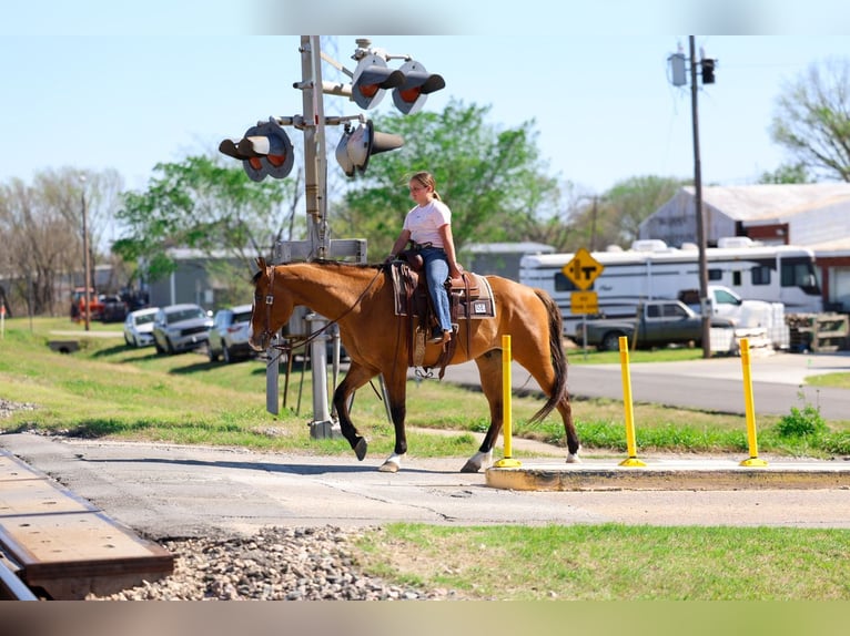 American Paint Horse Hongre 5 Ans 157 cm Isabelle in Forney