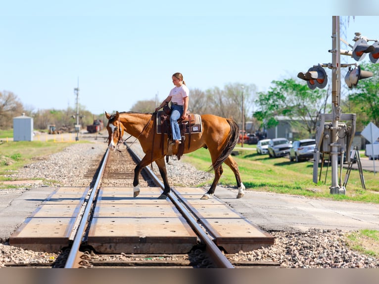 American Paint Horse Hongre 5 Ans 157 cm Isabelle in Forney