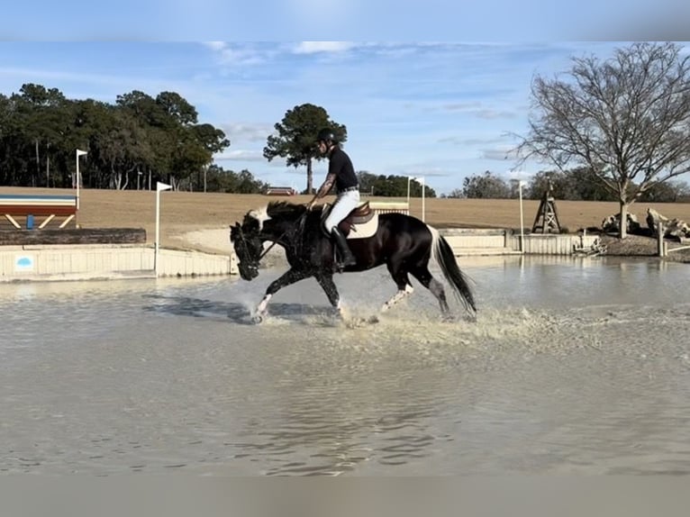 American Paint Horse Hongre 5 Ans 157 cm Noir in Micanopy