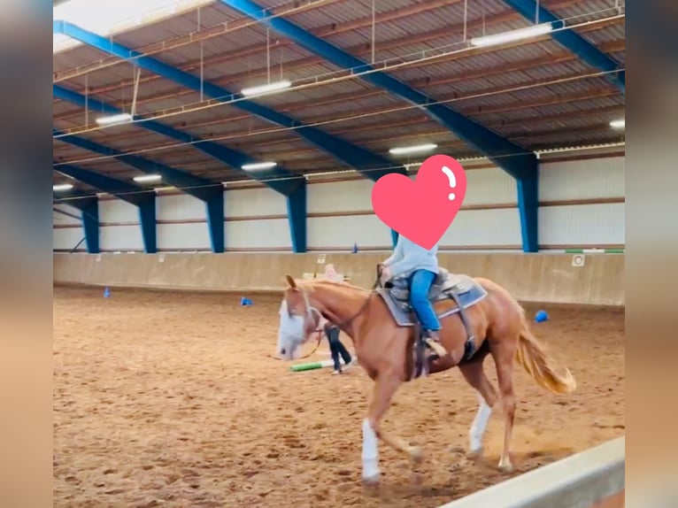 American Paint Horse Hongre 5 Ans 157 cm Overo-toutes couleurs in Steyerberg