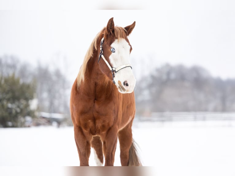 American Paint Horse Hongre 5 Ans 157 cm Overo-toutes couleurs in Steyerberg