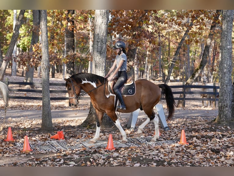 American Paint Horse Croisé Hongre 5 Ans 157 cm Pinto in Clover