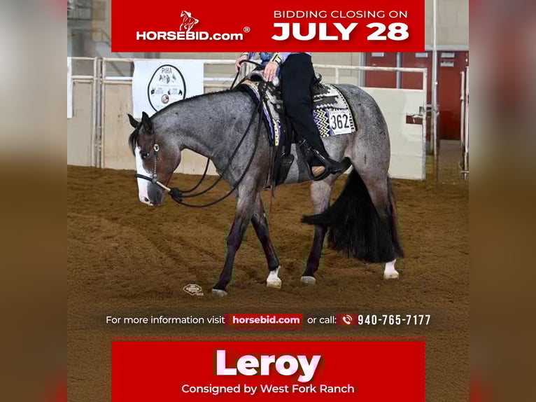 American Paint Horse Hongre 5 Ans 157 cm Roan-Bay in Sheffield