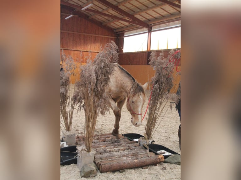 American Paint Horse Hongre 5 Ans 158 cm Champagne in Ceske Budejovice