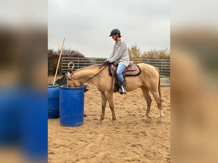 American Paint Horse Hongre 5 Ans 158 cm Champagne in Ceske Budejovice