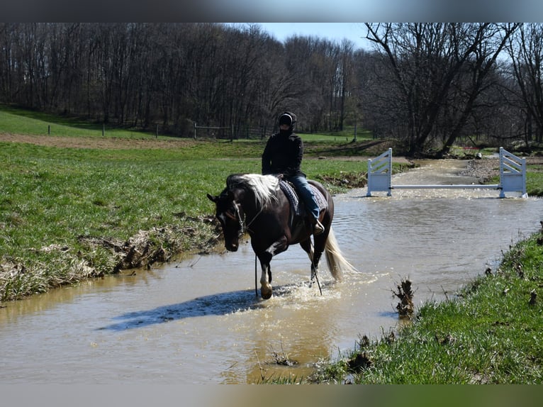 American Paint Horse Croisé Hongre 5 Ans Pinto in Strasburg