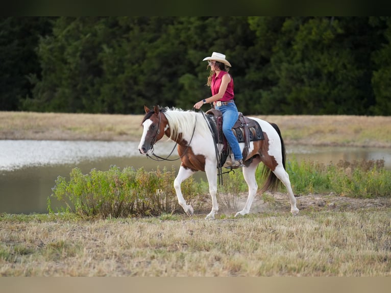 American Paint Horse Hongre 5 Ans Pinto in Terrell