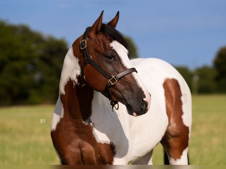 American Paint Horse Hongre 5 Ans Pinto in Terrell