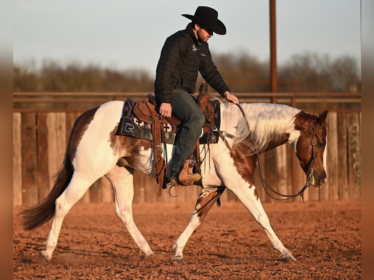 American Paint Horse Hongre 6 Ans 145 cm Pinto in Waco