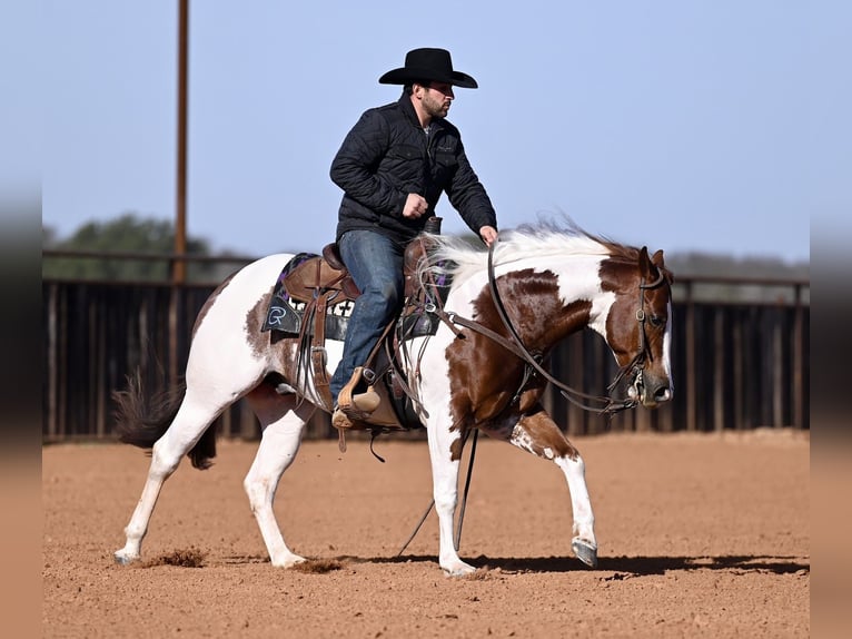 American Paint Horse Hongre 6 Ans 145 cm Pinto in Waco
