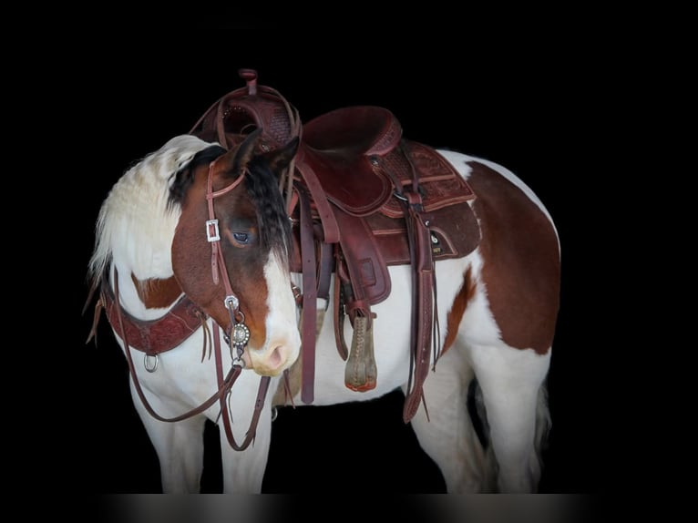 American Paint Horse Hongre 6 Ans 145 cm Pinto in Clarion